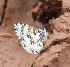 Uranothauma vansomereni