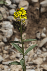 Erysimum hieraciifolium