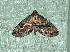 Melanomma auricinctaria