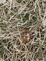 Dytiscus cordieri