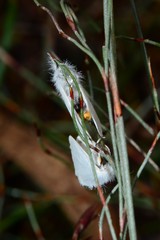 Euproctis melanosoma