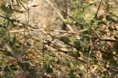 Lasiacis ruscifolia
