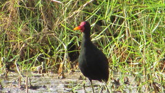 Jacana jacana hypomelaena