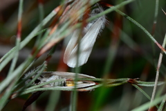 Euproctis melanosoma