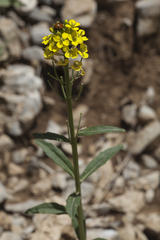 Erysimum hieraciifolium
