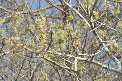 Albizia occidentalis