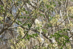 Albizia occidentalis