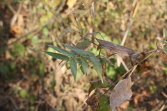 Lasiacis ruscifolia