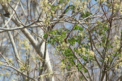 Albizia occidentalis