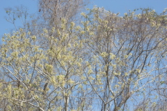 Albizia occidentalis