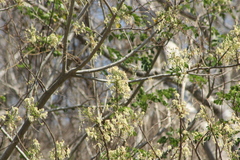 Albizia occidentalis