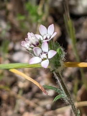 Gilia clivorum