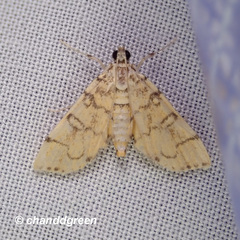 Lamprosema tampiusalis