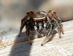 Habronattus formosus