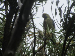 Platycercus caledonicus