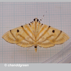 Notarcha tigrina