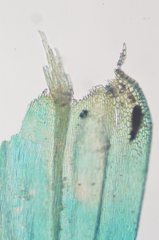 Homalothecium arenarium