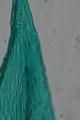 Homalothecium arenarium