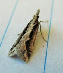 Eudonia steropaea