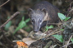 Nasua nasua nasua
