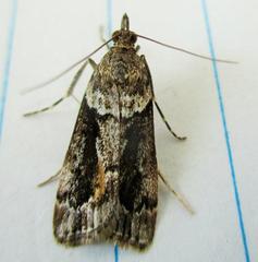 Eudonia submarginalis