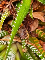 Cermatulus nasalis nasalis