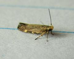 Bilobata subsecivella