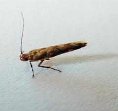 Pyroderces aellotricha