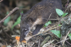 Nasua nasua nasua