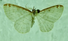 Epiphryne undosata