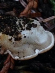 Ampulloclitocybe