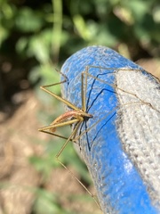 Apterobittacus apterus