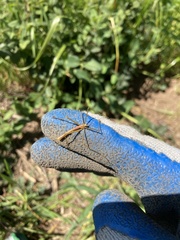 Apterobittacus apterus