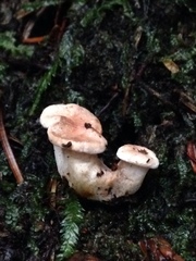 Ampulloclitocybe