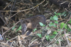 Nasua nasua nasua