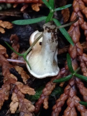 Ampulloclitocybe