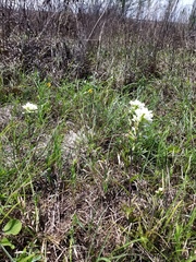 Castilleja halophila