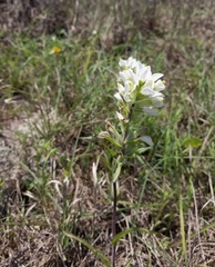 Castilleja halophila