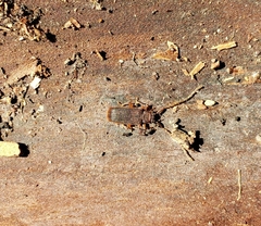 Uleiota