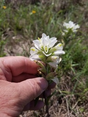 Castilleja halophila