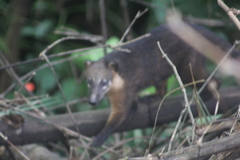 Nasua nasua nasua
