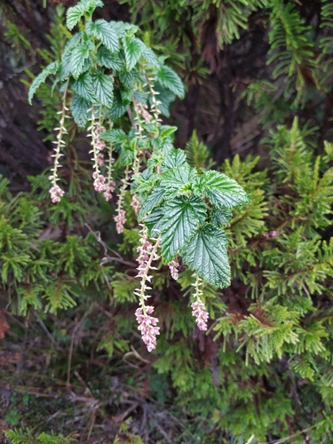 Ribes andicola (Ribes andicola)