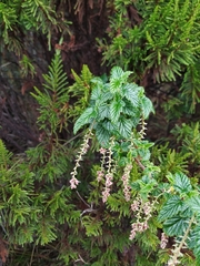 Ribes andicola