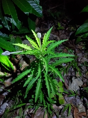 Hippobroma longiflora