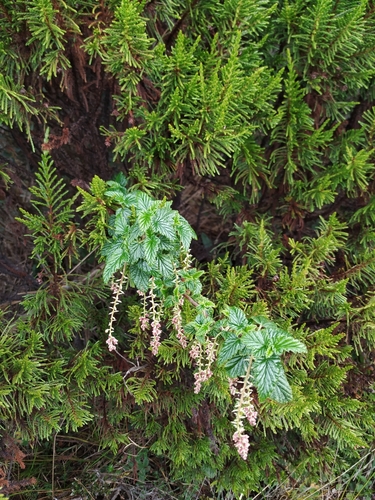 Image of Ribes Andicola (Ribes andicola) by (c) Andrés Ramírez-Barrera, some rights reserved (CC BY)
