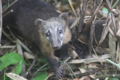 Nasua nasua nasua