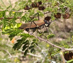 Scaphura elegans