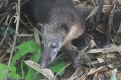 Nasua nasua nasua