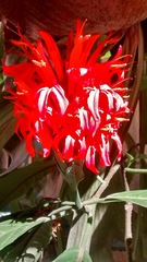 Pachystachys coccinea
