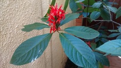 Pachystachys coccinea